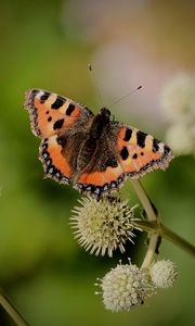 Preview wallpaper small tortoiseshell, butterfly, plant, macro, blur