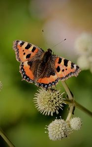 Preview wallpaper small tortoiseshell, butterfly, plant, macro, blur