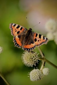 Preview wallpaper small tortoiseshell, butterfly, plant, macro, blur