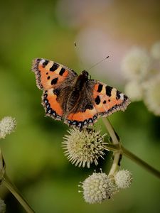 Preview wallpaper small tortoiseshell, butterfly, plant, macro, blur