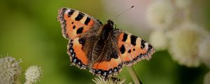 Preview wallpaper small tortoiseshell, butterfly, plant, macro, blur