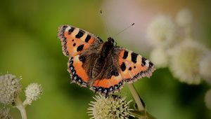 Preview wallpaper small tortoiseshell, butterfly, plant, macro, blur