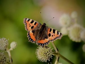 Preview wallpaper small tortoiseshell, butterfly, plant, macro, blur