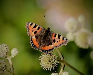 Preview wallpaper small tortoiseshell, butterfly, plant, macro, blur