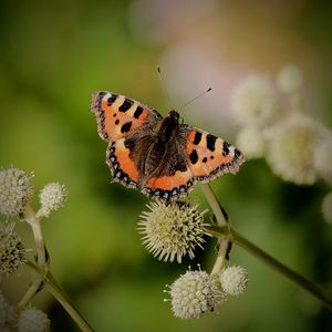 Preview wallpaper small tortoiseshell, butterfly, plant, macro, blur