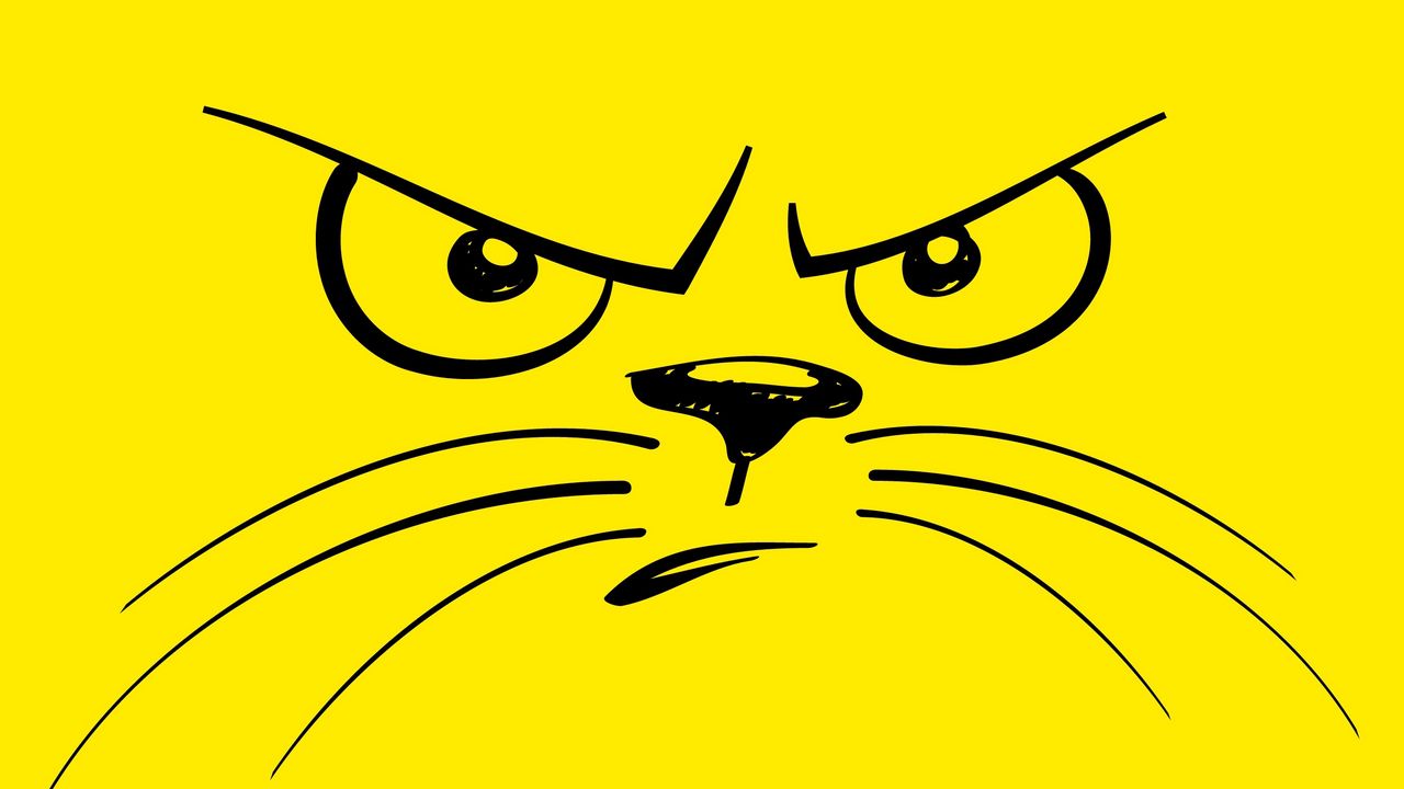 Wallpaper smiley, cat, angry, displeased