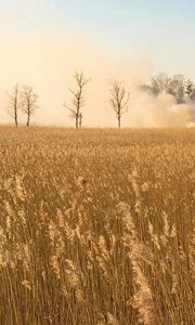 Preview wallpaper smoke, field, trees, herbs, ears