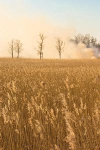 Preview wallpaper smoke, field, trees, herbs, ears