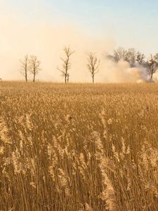 Preview wallpaper smoke, field, trees, herbs, ears