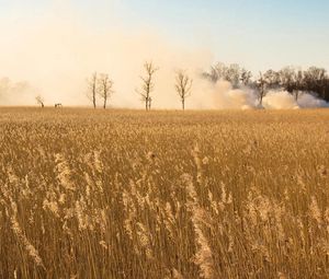 Preview wallpaper smoke, field, trees, herbs, ears