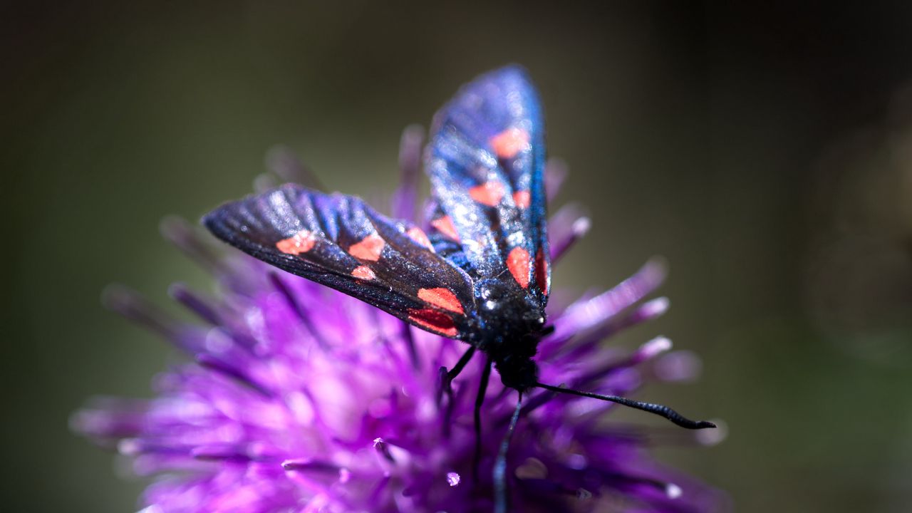 Wallpaper smoky moths, butterflies, flowers, macro