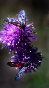 Preview wallpaper smoky moths, butterflies, flowers, macro