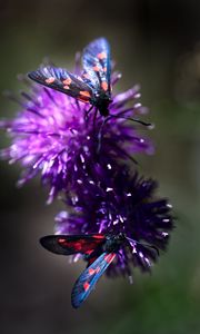 Preview wallpaper smoky moths, butterflies, flowers, macro