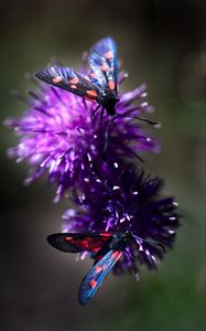 Preview wallpaper smoky moths, butterflies, flowers, macro