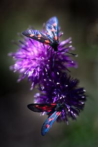 Preview wallpaper smoky moths, butterflies, flowers, macro