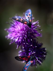 Preview wallpaper smoky moths, butterflies, flowers, macro