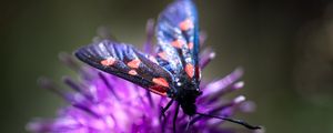 Preview wallpaper smoky moths, butterflies, flowers, macro