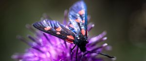 Preview wallpaper smoky moths, butterflies, flowers, macro