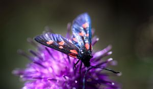 Preview wallpaper smoky moths, butterflies, flowers, macro