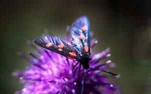 Preview wallpaper smoky moths, butterflies, flowers, macro