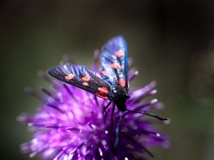 Preview wallpaper smoky moths, butterflies, flowers, macro