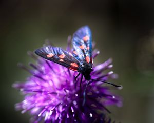 Preview wallpaper smoky moths, butterflies, flowers, macro