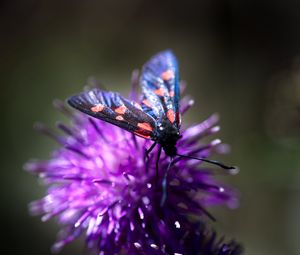 Preview wallpaper smoky moths, butterflies, flowers, macro