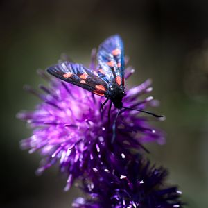 Preview wallpaper smoky moths, butterflies, flowers, macro