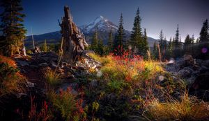 Preview wallpaper snag, stub, tree, vegetation, grass, stones, bushes, fir-trees, top