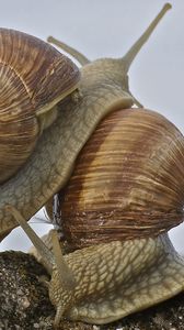 Preview wallpaper snail, antennae, shell