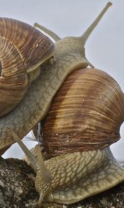 Preview wallpaper snail, antennae, shell