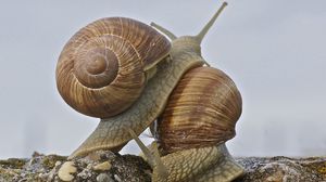 Preview wallpaper snail, antennae, shell