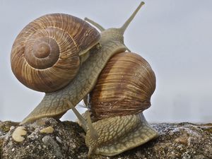 Preview wallpaper snail, antennae, shell