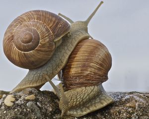 Preview wallpaper snail, antennae, shell