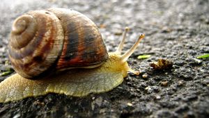 Preview wallpaper snail, background, surface, shell