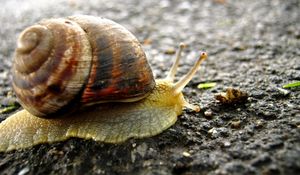 Preview wallpaper snail, background, surface, shell