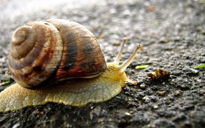 Preview wallpaper snail, background, surface, shell