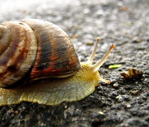 Preview wallpaper snail, background, surface, shell