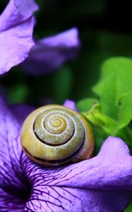 Preview wallpaper snail, clam, flower, shell