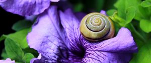 Preview wallpaper snail, clam, flower, shell