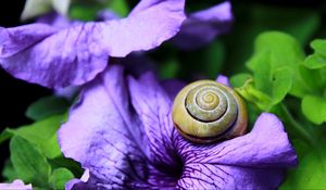 Preview wallpaper snail, clam, flower, shell