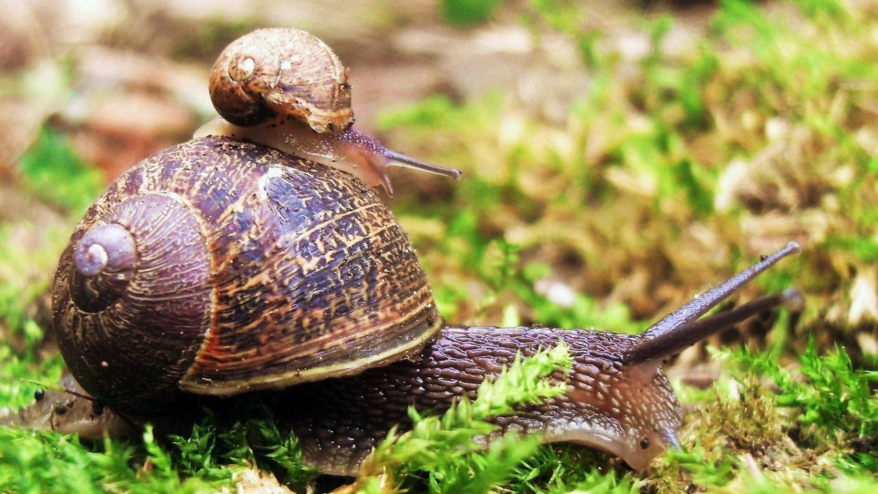 Wallpaper snail, couple, grass, crawl