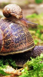 Preview wallpaper snail, couple, grass, crawl