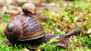 Preview wallpaper snail, couple, grass, crawl