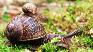 Preview wallpaper snail, couple, grass, crawl