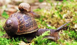 Preview wallpaper snail, couple, grass, crawl