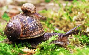 Preview wallpaper snail, couple, grass, crawl