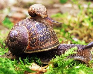 Preview wallpaper snail, couple, grass, crawl