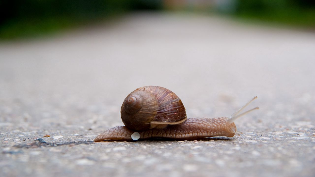 Wallpaper snail, crawling, road, armor
