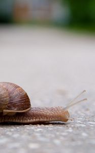 Preview wallpaper snail, crawling, road, armor